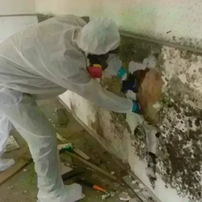 Mold Remediation and Removal in Marshall County, IA